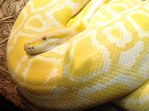 python-house-clearance-spring-clean